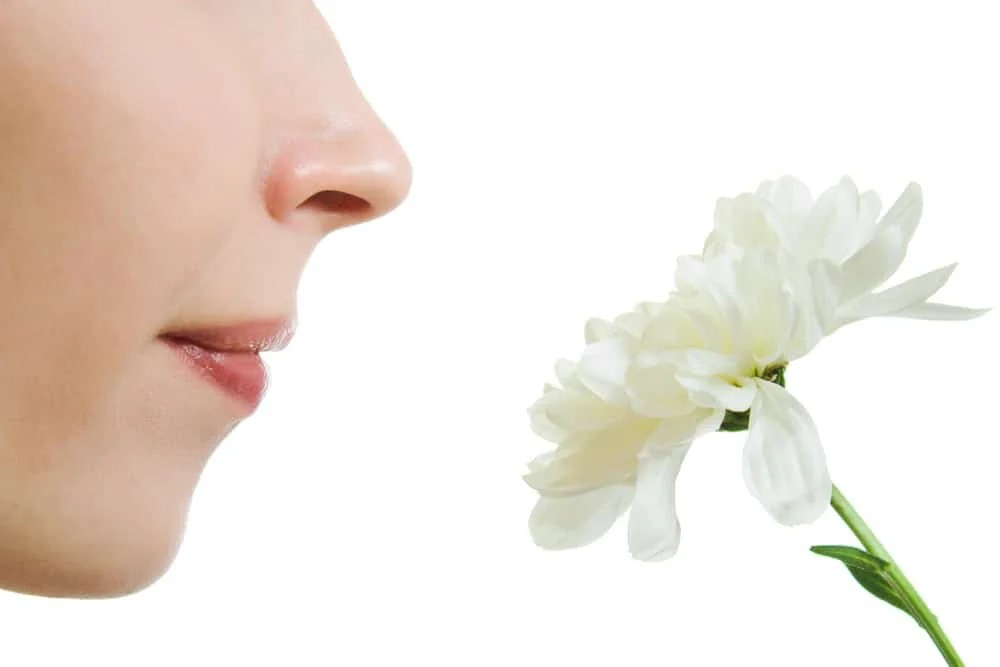 How Long Does Loss Of Smell From Sinus Infection Last at Christopher